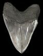 Serrated, Megalodon Tooth - Huge Meg tooth #58474-2
